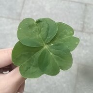 龙俚